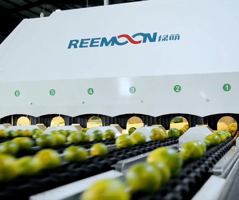 “citrus sorting successful case