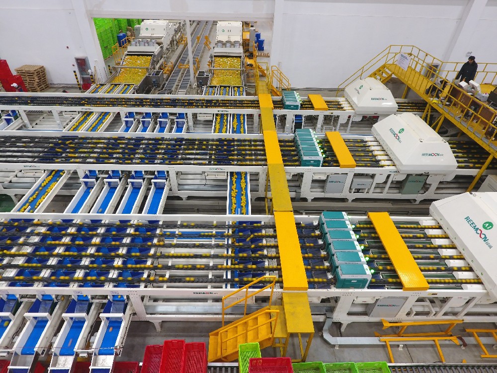“orange king sorting successful case