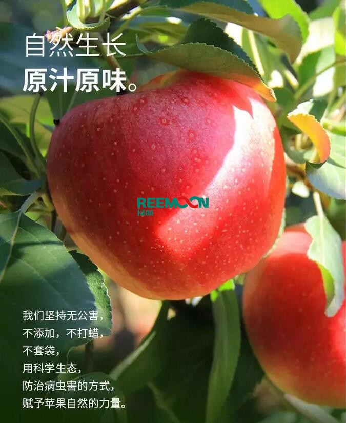 昭通蘋果：依靠短根莖種植和數字分揀技術帶動蘋果產業標準化在推動蘋果產業發展的過程中，昭通始終把加強企業領導力作為一個有力的切入點。為此，引進陜西海生、SDIC中路、一寶、華師天農等30多家企業，打造冷鏈物流市場，對蘋果進行深加工，建立物聯網和大數據聯合應用平臺，追蹤蘋果生產全過程。已成為華南地區最