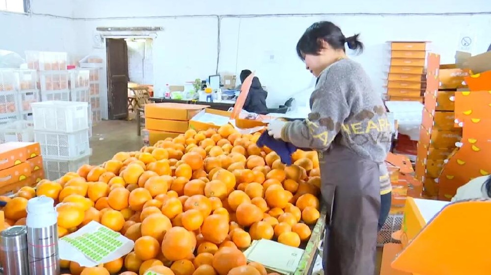 水果分選，提高效益！浙江溫嶺建成首條水果無損檢測(cè)分級(jí)流水線 眼下正是柑橘名果“紅美人”大批量上市期。這幾日，東浦農(nóng)業(yè)開發(fā)有限公司東浦現(xiàn)代農(nóng)業(yè)產(chǎn)品中心正在調(diào)試我市首條水果無損檢測(cè)分級(jí)流水線。該流水線不僅能區(qū)分果實(shí)大小、輕重，還能通過激光、紅外光譜，分辨出果實(shí)有無擦傷等瑕疵