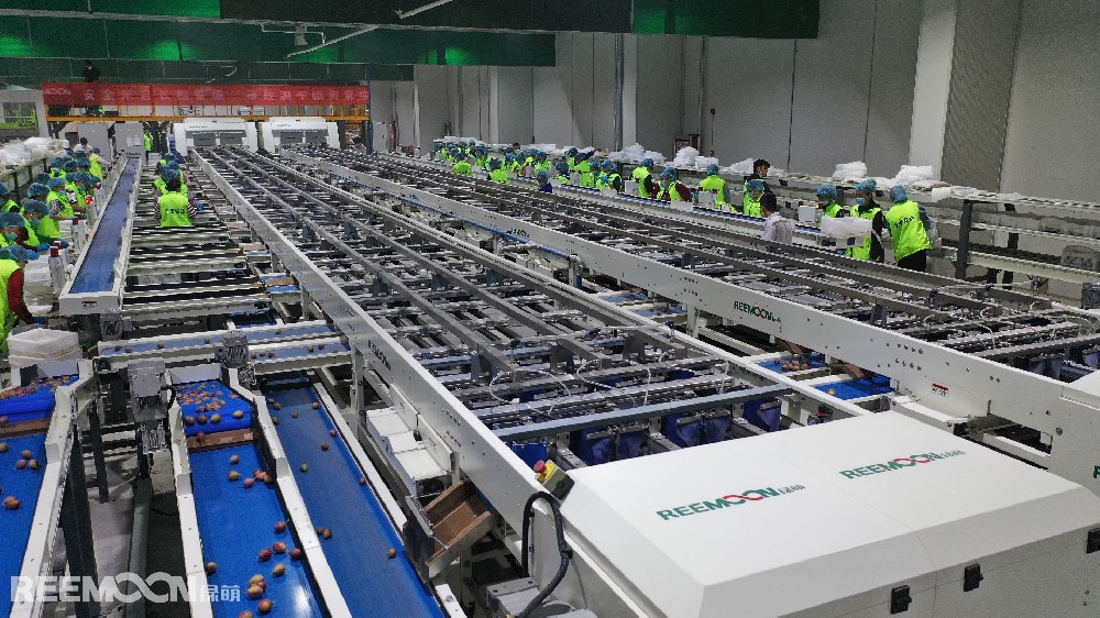 “以前新梅采摘下來(lái)，大伙兒在田里手工分類包裝，又累又慢。現(xiàn)在有了自動(dòng)流水線，采摘后咱們?cè)趶S房里看著機(jī)器揀，果子處理得又快又漂亮，賣的價(jià)格都更好了。”在加工廠員工麥爾哈巴·麥麥提眼中，這是伽師新梅“遇見”現(xiàn)代產(chǎn)業(yè)鏈后最直觀的感受。8月16日，喀什東來(lái)農(nóng)業(yè)發(fā)展有限公司的新梅加工流水線上，工人正在忙碌（圖中設(shè)
