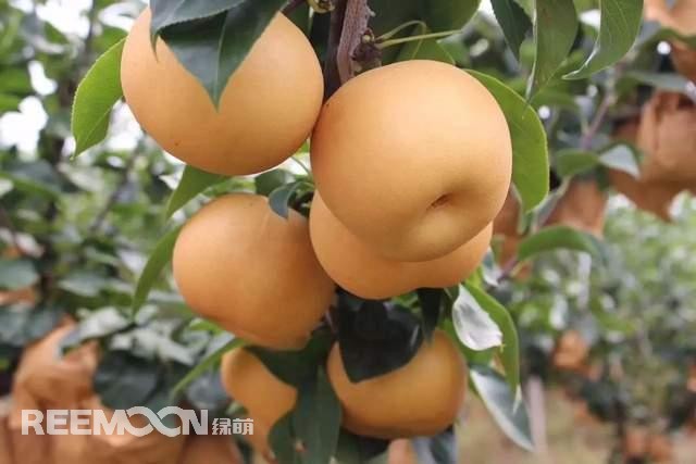 蘋果和梨作為我國(guó)的傳統(tǒng)水果，其種植面積一直很大，前者產(chǎn)量為4000多萬(wàn)噸，后者產(chǎn)量近2000萬(wàn)噸。只不過近年來(lái)它們的命運(yùn)并不是太好，價(jià)格迎來(lái)了持續(xù)低迷。就拿蘋果來(lái)說(shuō)，今年年初至今一直低迷不振，庫(kù)存蘋果5月份時(shí)已跌至5毛左右，6月份時(shí)跌到2-3毛一斤，8月份時(shí)更是以1-2毛賤價(jià)賣給榨汁廠。而受庫(kù)存蘋果的爛市，早熟蘋果價(jià)