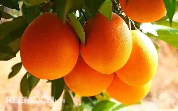 定了！定了！定了！2021年贛南臍橙開摘時(shí)間確定11月1日贛南臍橙正式開摘！!10月9日，小編從贛州市贛南臍橙協(xié)會(huì)五屆二次理事會(huì)上獲悉，根據(jù)贛州市果業(yè)發(fā)展中心對(duì)全市贛南臍橙采樣檢測(cè)結(jié)果以及氣象部門氣候預(yù)測(cè)等因素的綜合分析，經(jīng)充分討論并表決通過，確定2021年贛南臍橙開始采摘時(shí)間為11月1日。想念了一年的贛